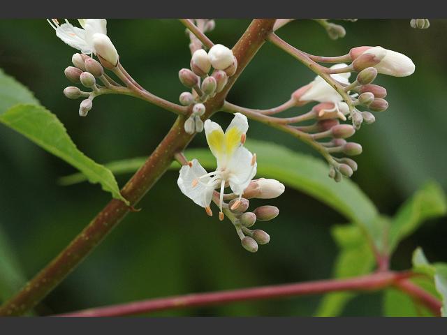 Aesculus indica Indian Horse Chestnut Sapindaceae Images