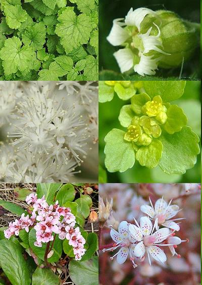 Family Index for Saxifragales Saxifrages Currants Milfoils