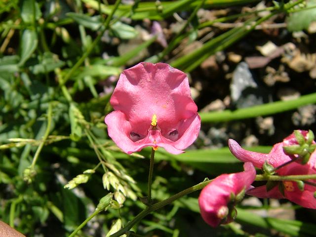 Diascia barberae Twinspur Scrophulariaceae Images