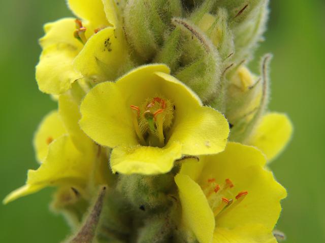 Verbascum thapsus Great or Common Mullein Scrophulariaceae Images