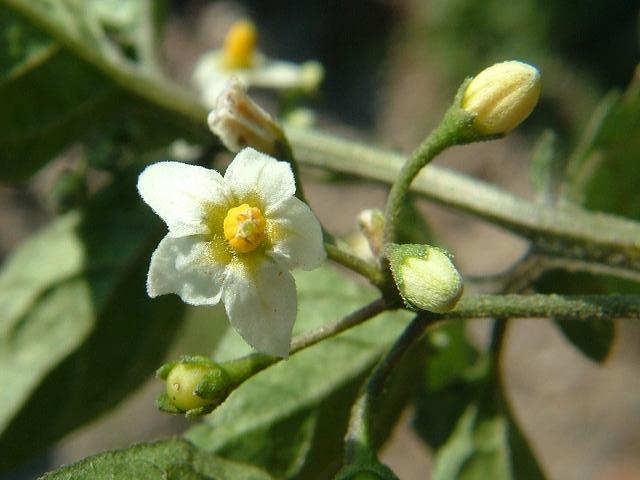 Solanum nigrum Black Nightshade Solanaceae Images
