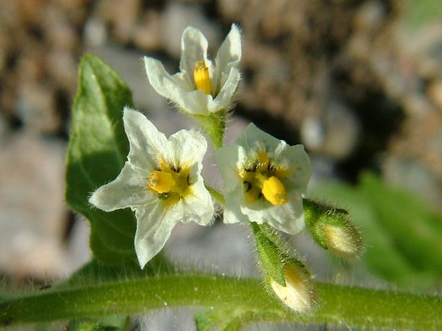 Solanum physalifolium var nitidibaccatum Green Nightshade Solanaceae Images